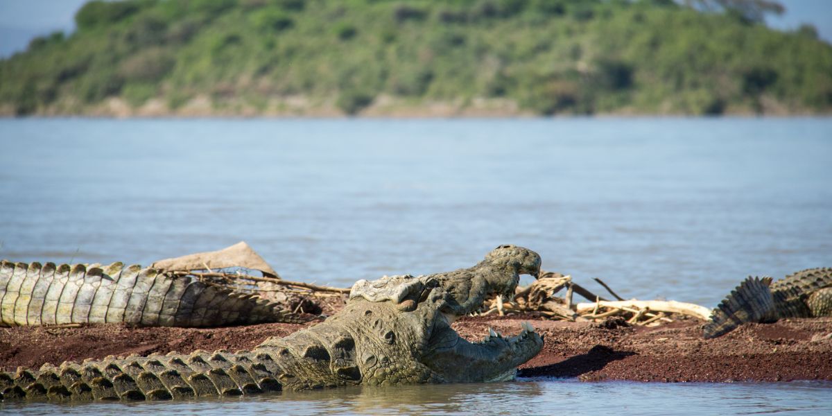 Crocodiles in Lake Chomo